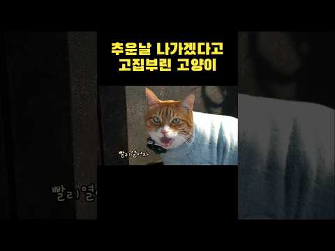 엄동설한에도 나가겠다는 고양이