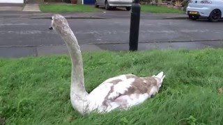 Swan Saving Again!