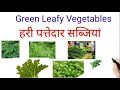Green Leafy Vegetables Names In Hindi And English With Pictures हरे पत्ते वाल�