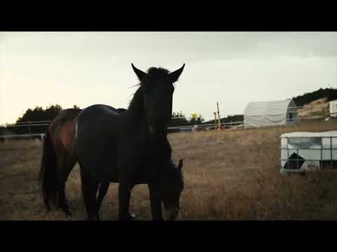 Share a Meal with a Horse in Ordeal!