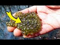 Man Thought It Was Just Frogspawn, Turns Pale When Ranger Tells Him This
