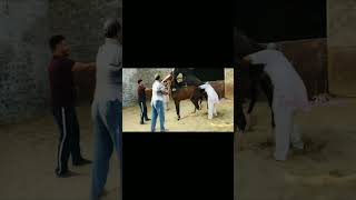 Download lagu Horse Breeding mp3