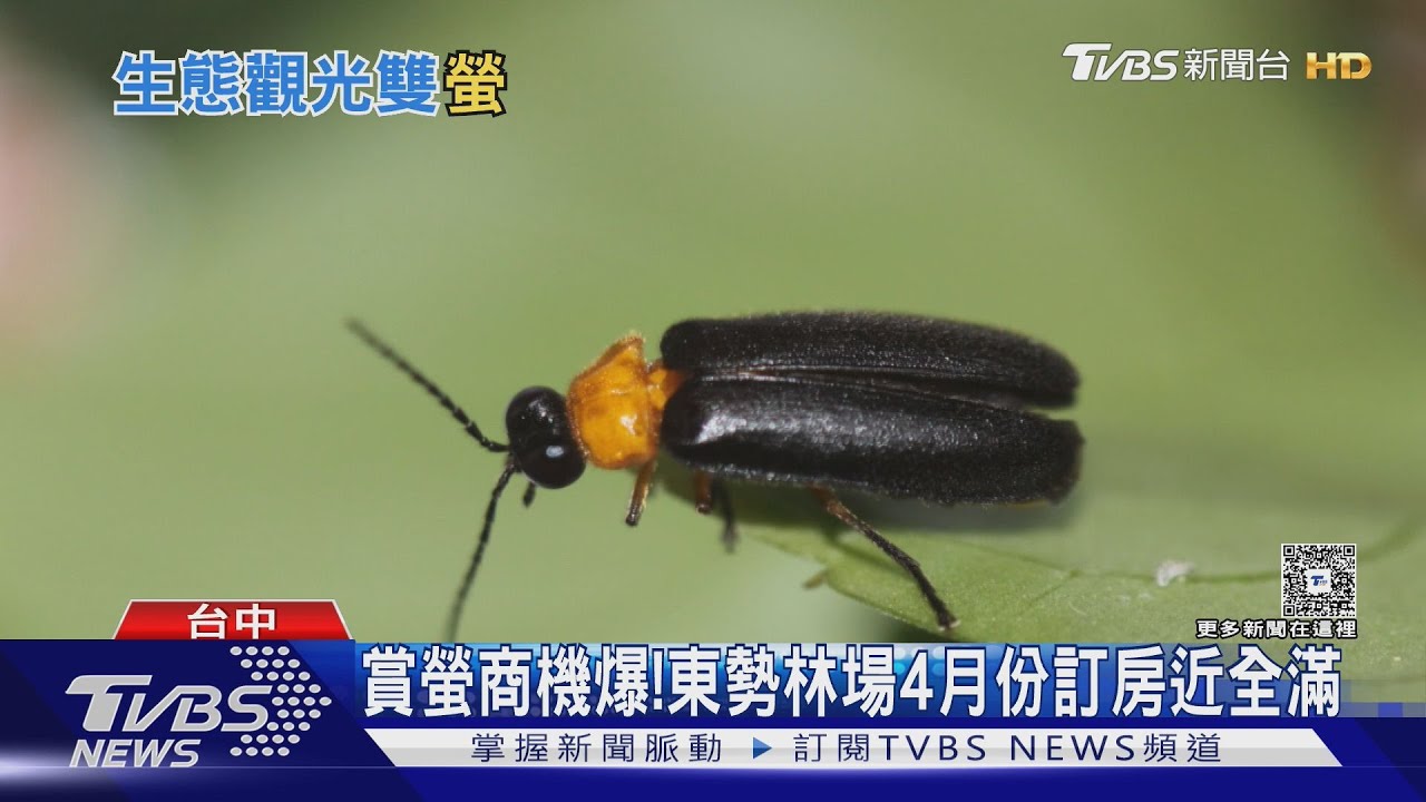 螢火蟲搭生態課!親子旅宿業績增2成