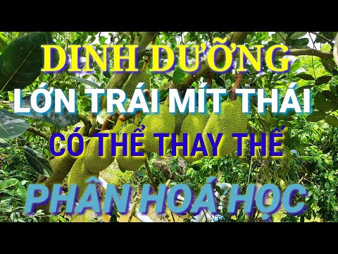 Dinh dưỡng lớn trái cho cây mít thái - Thay cho phân hoá học.