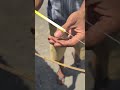 Bunyi Suara Sendaren Ngukuk Mini