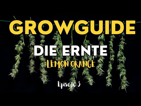 , title : 'Cannabis Anbau - Pflanzen ERNTEN, TROCKNEN & FERMENTIERE | Growguide Lemon Orange 3/3'