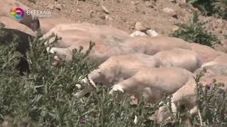 ΣΥΝΕΧΙΖΕΤΑΙ Η ΕΞΑΠΛΩΣΗ ΤΗΣ ΕΥΛΟΓΙΑΣ ΣΤΗ ΘΕΣΣΑΛΙΑ 02 09 2025