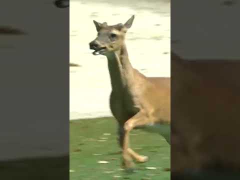 Oh deer ... 🦌🦌