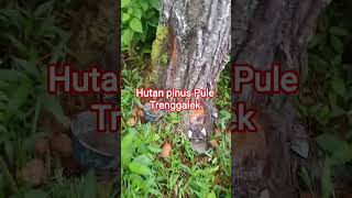 Download lagu perjuangan Golek ramban Ng alas lur part 1 mp3