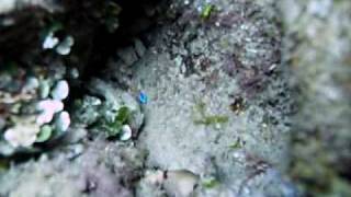 preview picture of video 'Small reef fish off the Sunabe seawall in Chatan, Okinawa, Japan'