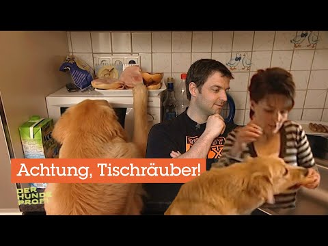 „Hilfe, mein Hund klaut ständig Essen!“ 🐶| Der Hundeprofi