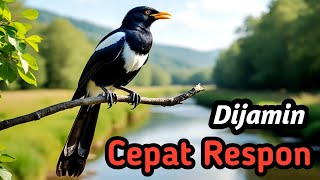 Download lagu Kacer Gacor Masteran Alam | Terapi Suara Aliran Sungai untuk Fokus, Ketenangan & Performa mp3