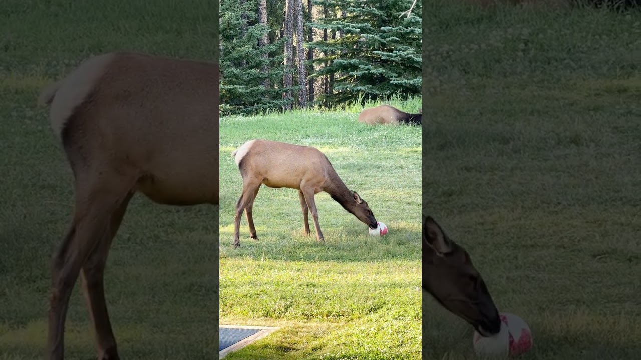 Even the Wildlife’s Got World Cup Fever || ViralHog