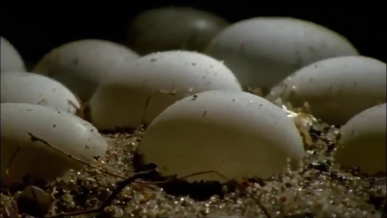 Sand Lizards on Springwatch (2017)