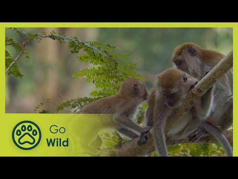 Enchanted Forest | One Year in the Singapore Botanic Gardens 1/2 | Go Wild