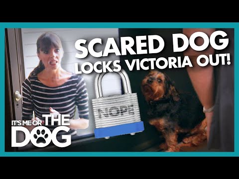 Extremely Anxious Dog 'Chubby' Refuses to Let Victoria in the House! |  It's Me or The Dog
