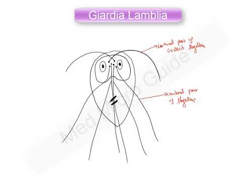 Rimedio di gente di trattamento di lyambliya in un fegato Come fare un clistere di vermi a bambini