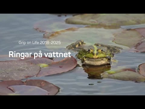 Ringar på vattnet – Grip on Life 2018-2025