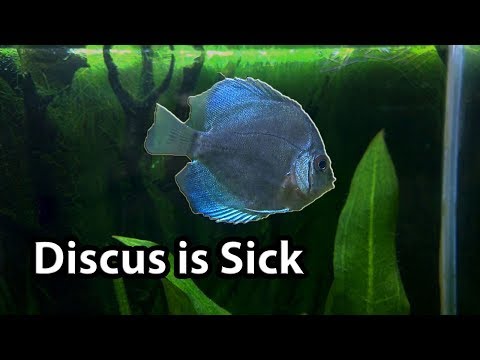 Blue Diamond Discus Sick [Solved] - See Comments