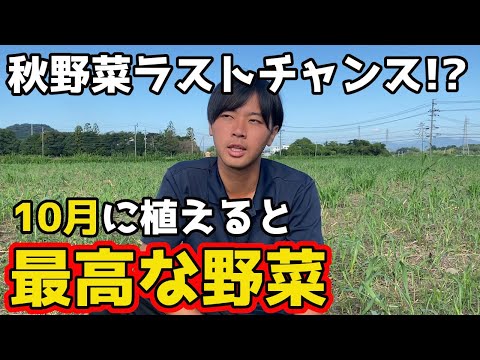 10月にどの野菜を植えるべきか、どの花を植えるべきか 秋の球根植物を好むか
