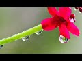 Concentration Music and Calming Music (3H) - Relaxační hudba (Relaxing Music)
