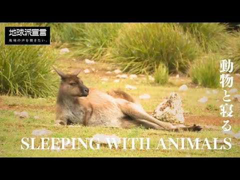 秋の温室：場所を変えてみませんか？地球を再生するにはどうすればよいでしょうか？  庭園