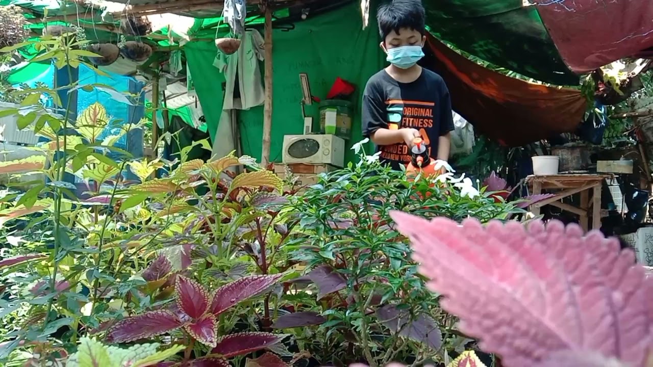 First Vlog | ESP 4 ACTIVITY: Wastong Pangangalaga ng Halaman