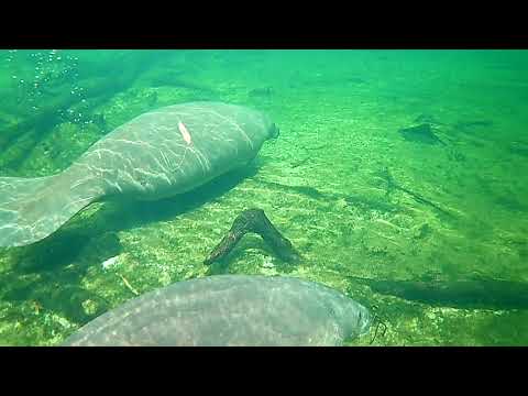 Manatee's on the move with their calf.  I was sitting on a float with the camera underwater, apparently it looked tasty for a moment.