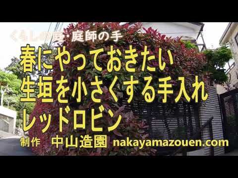 メドラー「レッドロビン」 植物