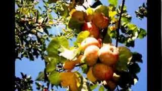 KASHMIRI-APPLE HANGED FROM THE ROAD-SIDE BRANCH..!!!!