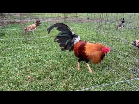 download lagu mp3 mp4 Precios De Gallos De Granja Greer, download lagu Precios De Gallos De Granja Greer gratis, unduh video klip Download Precios De Gallos De Granja Greer Mp3 dan Mp4 Full Gratis