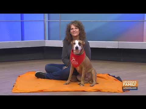 Pets on Parade (Full Episode) January 17, 2026 - YouTube