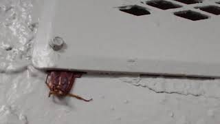 American Roaches Only Need This Much Gap To Get Into Your Home