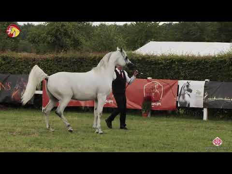 N 62 ANTARIS OS   2020 ELRAN ARABIAN CUP   Stallions 8+ years old Class 12