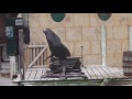 Sealion Clapping