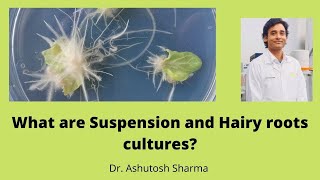 Suspension and Hairy roots culture