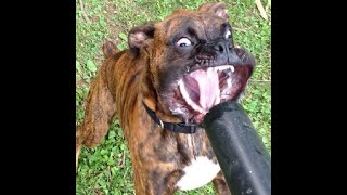 funny dog and cat video,  Funniest  Dogs and  Cats - Awesome Funny Pet Animals Videos   #shorts