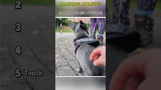 Dogs being idiots part 357 😂| Funny dogs compilation #funnydog #funnypet #cutedog #dog #dogsworld