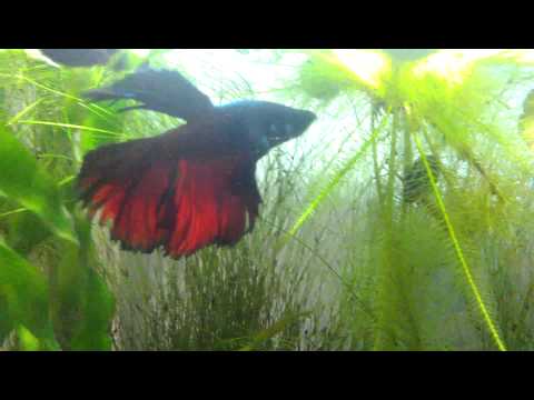 Betta Fish in 5 Gallon Planted Tank