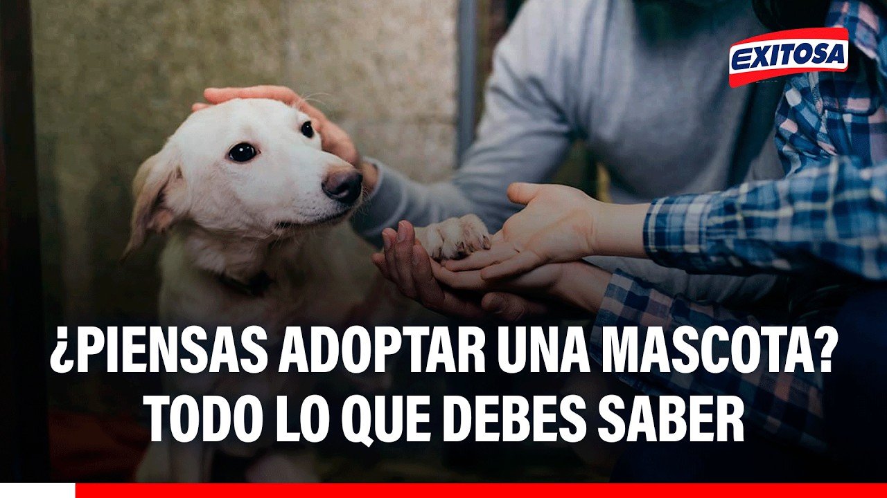 🔴🔵 ¿Piensas adoptar una mascota?: Todo lo que debes saber