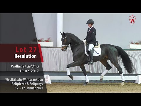 Winterauktion Reitpferde & Reitponys Lot 27 Resolution Wallach v. Rocky Lee -  Roh Magic