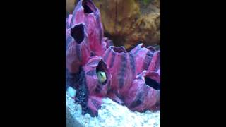 Boris our yellow head jawfish