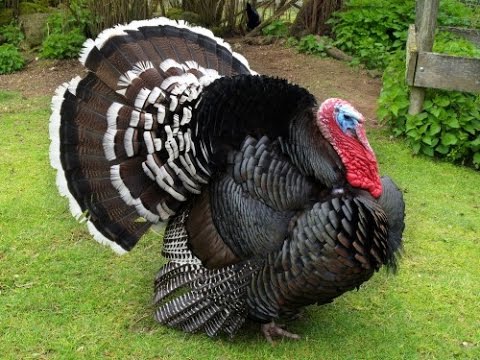 download lagu mp3 mp4 Turkey Jpg, download lagu Turkey Jpg gratis, unduh video klip Turkey Jpg