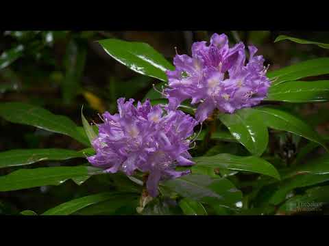 4K HDR Rhododendron Stream & Drizzling Rain   Trickling Water Sounds   Relaxing Nature Video