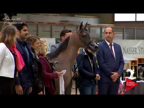 Yegua Pura Raza Arabe pedigree sobresaliente, campeona