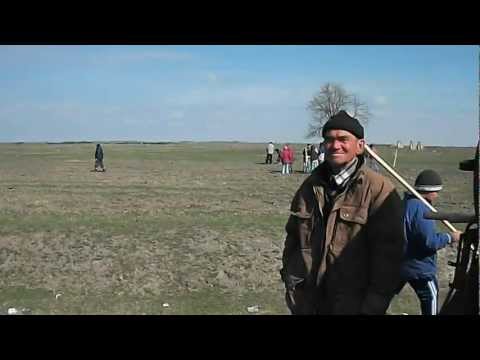 Livezile Timis Plantari 2012-1