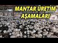 Mantar Üretimi Nasıl Yapılır Mantar Üretim Aşamaları Nelerdir Mantar Üretimin Püf Noktalar�