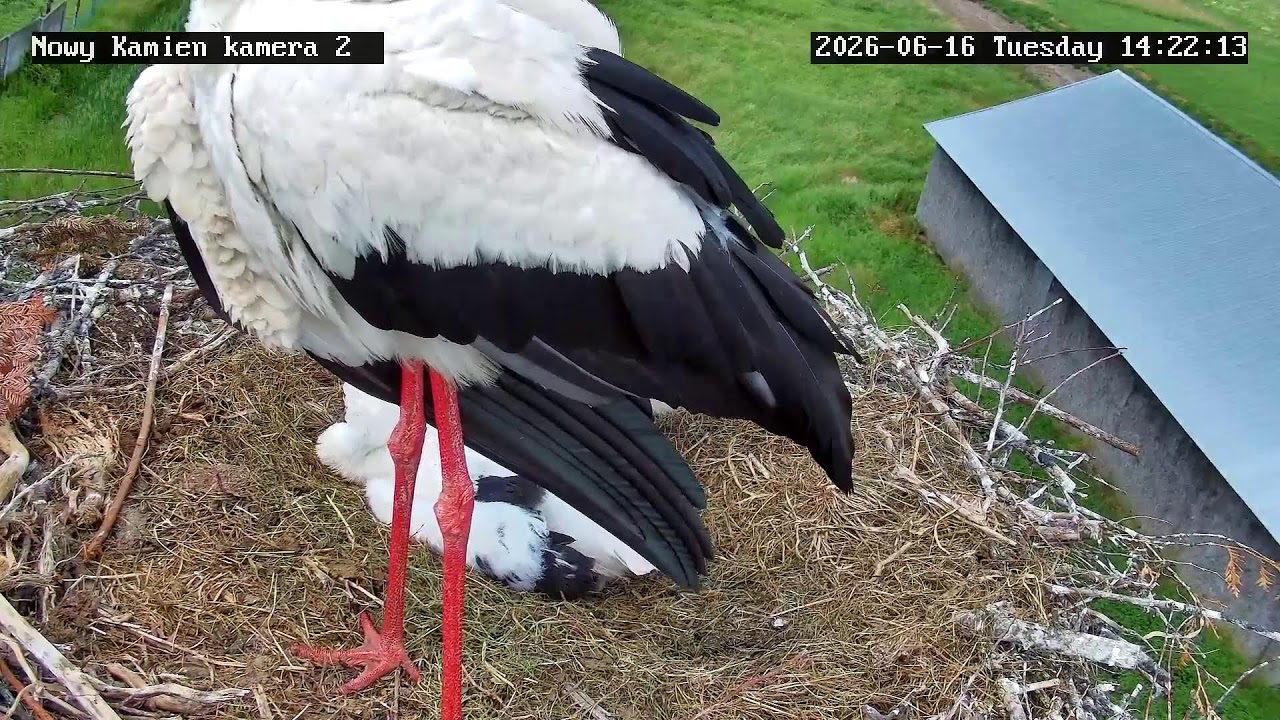 Live webcam view of Nido de cigüeña blanca, Nowy Kamień