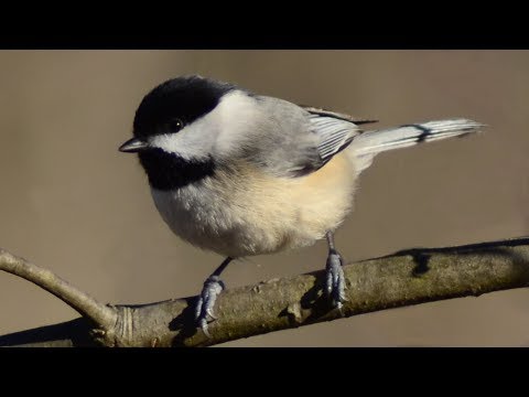 image-How long do mountain chickadees live?