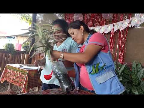 Lucha contra el dengue en la región Cusco, video de YouTube